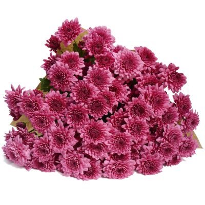 0103_purple_chrysanthemums-1-1000x1000[1]