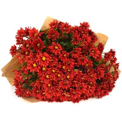 0106_red_chrysanthemums-1-1000x1000[1]