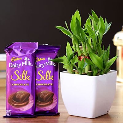 2-layer-bamboo-plant-dairy-milk-silk-chocolates_1[1]