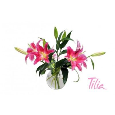 l007_majesty_in_pink-medium_2[1]