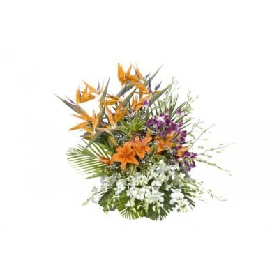 mf029_splendour_3[1]