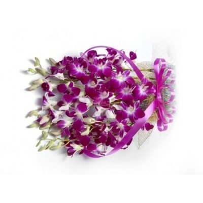 o_001_orchid_delight[1]