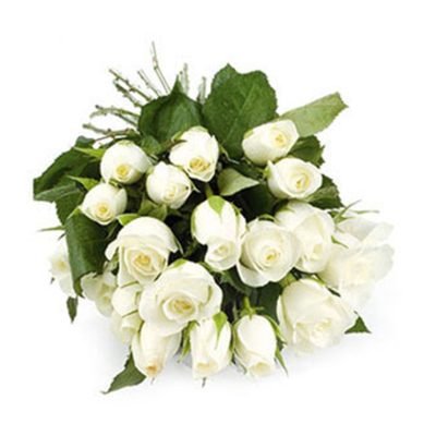 white-rose_1-1024x1024[1]